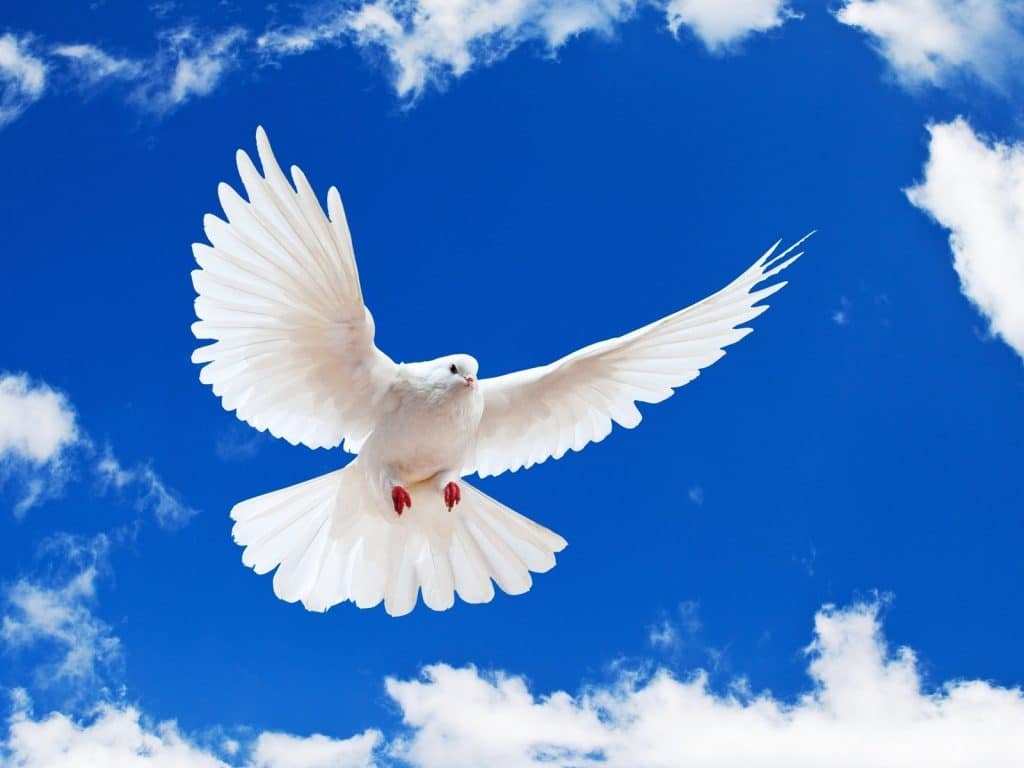 موضوع تعبير عن السلام بالأفكار والاستشهادات