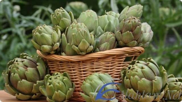 فوائد تخزين الخرشوف1