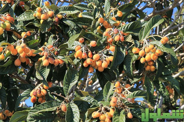 تفسير رؤية الاسكدنيا