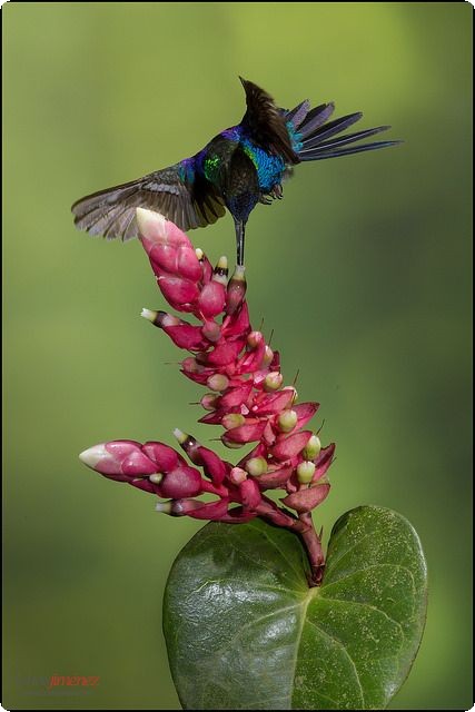 صور طيور HD
