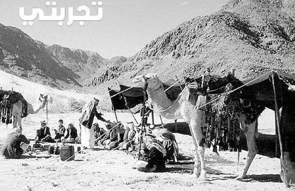 كم عدد أفراد القبيلة